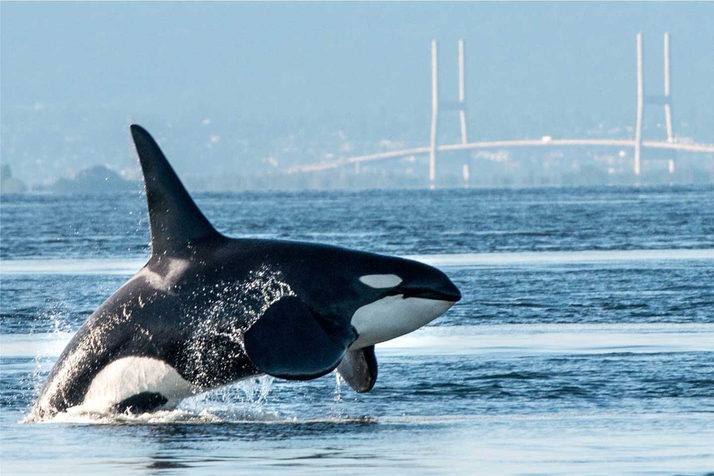 Killer whale leaps in Vancouver Harbour